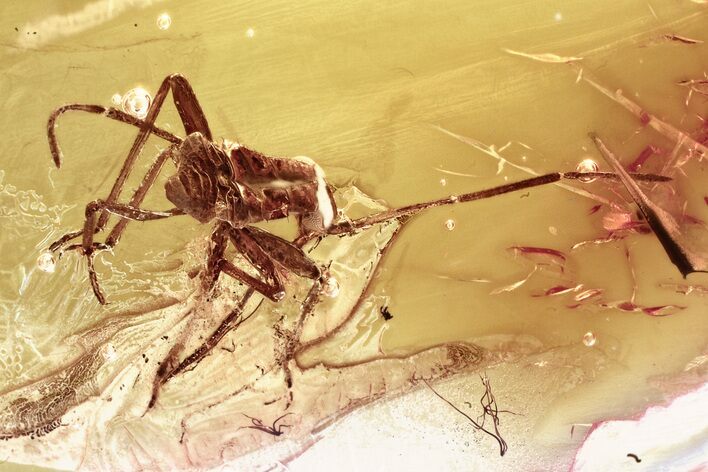 Fossil True Bug Nymph (Heteroptera) In Baltic Amber #352800